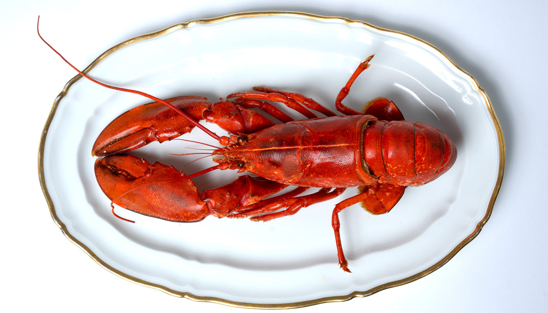 Homard bleu breton – photo 1 – Loup D’Mer